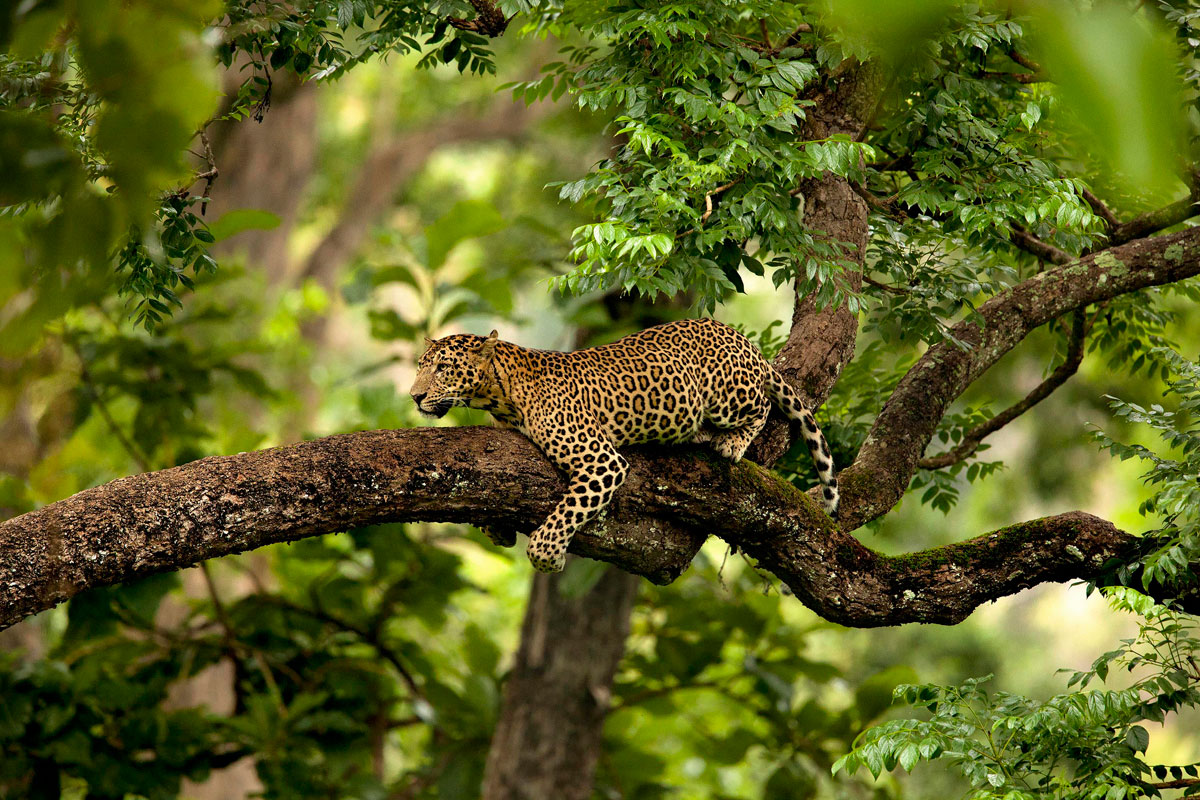 Indian Leopard - Suyash Keshari.jpg