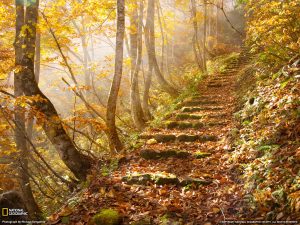 National Geographic - Narrow Path