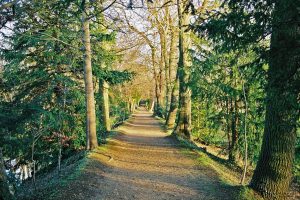 Addison’s_Walk,_Winter_2002_(2) Addison's_Walk,_Winter_2002_(2)