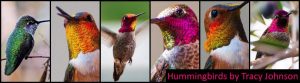 Hummingbirds-by-Tracy-Johnson