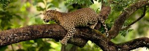 Indian_Leopard_-_banner