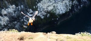 puffin landing